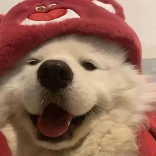 Matching Doggo (Red Hat)