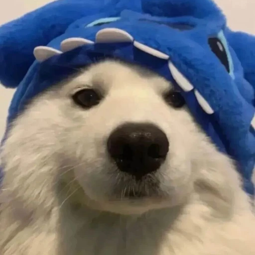 Matching Doggo (BlueHat)