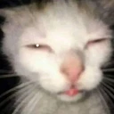 echat_SleepyCat