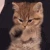 catpatss
