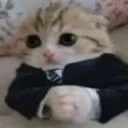basedcat