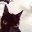 catshake