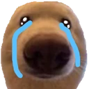 dog_sob