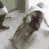 funny_dance