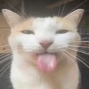 gato_bleh