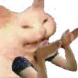 whycat