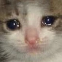 sadcat