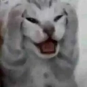 catstfu