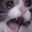 catCry