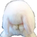 aedgy_bunbunshy