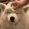 DogPat