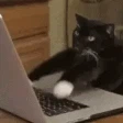 catChat