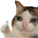 sadCatOK