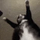 cat_Dance_Wiggle