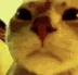 NR3_catjam