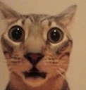 surprised