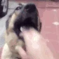 dogbrr