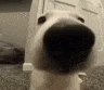 snoot