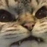 cat_angry
