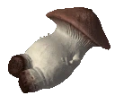 mushroomdance