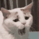 CatYawn