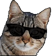 catwithglasses