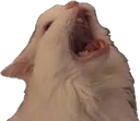 catyawn