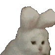 catbunny