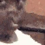 ezfu_haah4