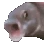 pogfishanimated