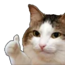 OKcat