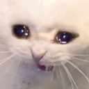 TT_CatCry