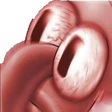 SquidWoke