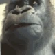 monkewait