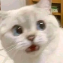 cat_wtf