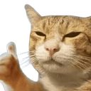 tamamabi