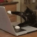 s_cattypefast