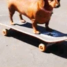 dogSkate