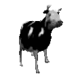 cowJAM