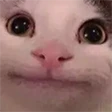 ycatOK