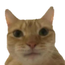catstare