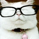 SL_cat_bruh