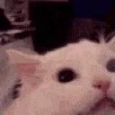 MegaCatScream
