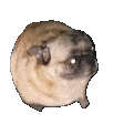 PugDance