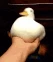 PatoPato