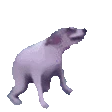 dog_dance
