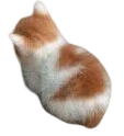 owoAngyCat