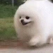 dogrun