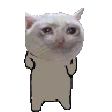 sadcatdance