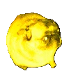 KBBQ_party_pug_dance